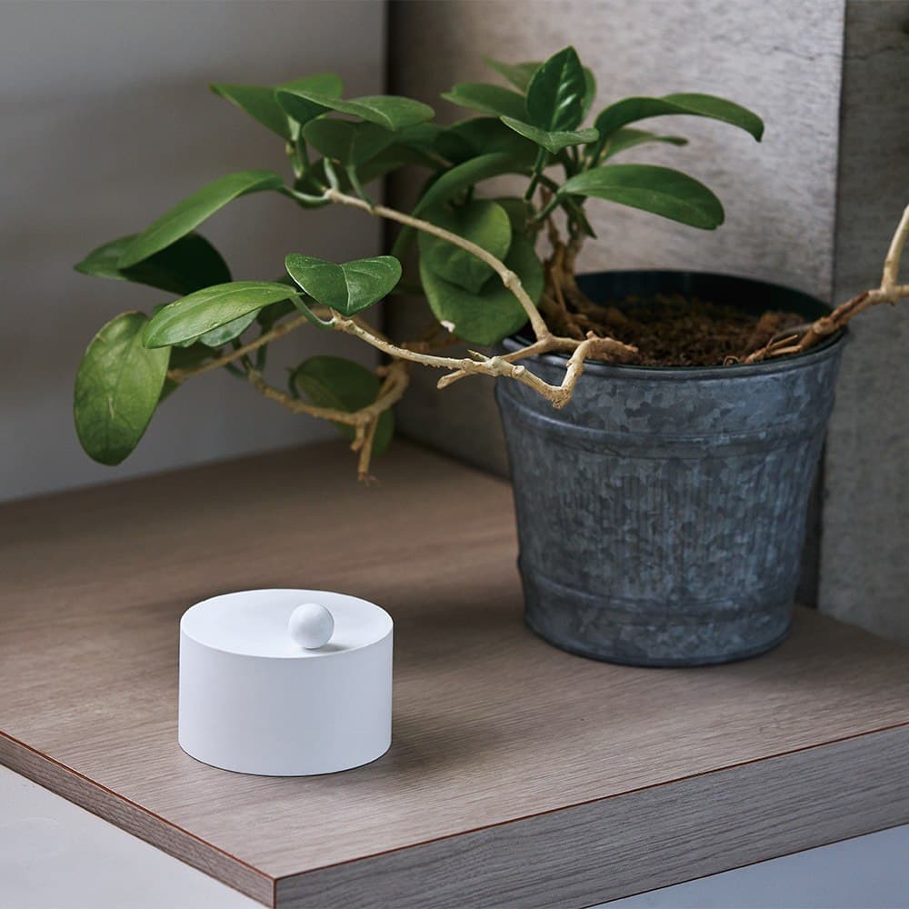 観葉植物の横の棚に置かれたティッキングバグ